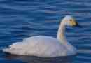 Kis swan (tundre swan)